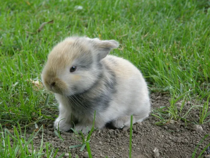 白色、灰色、兔子、绿色、草地、婴儿、兔子、动物