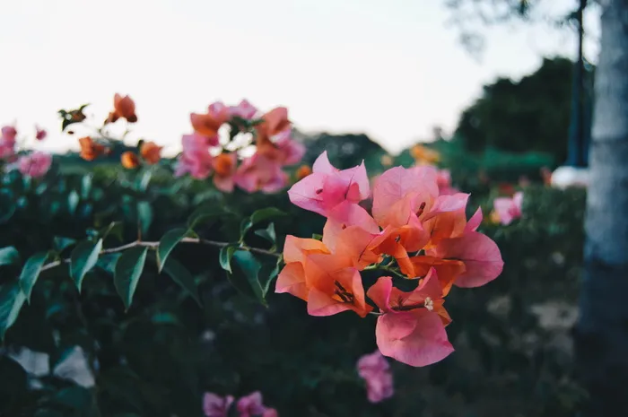 粉红三角梅花的选择性聚焦摄影