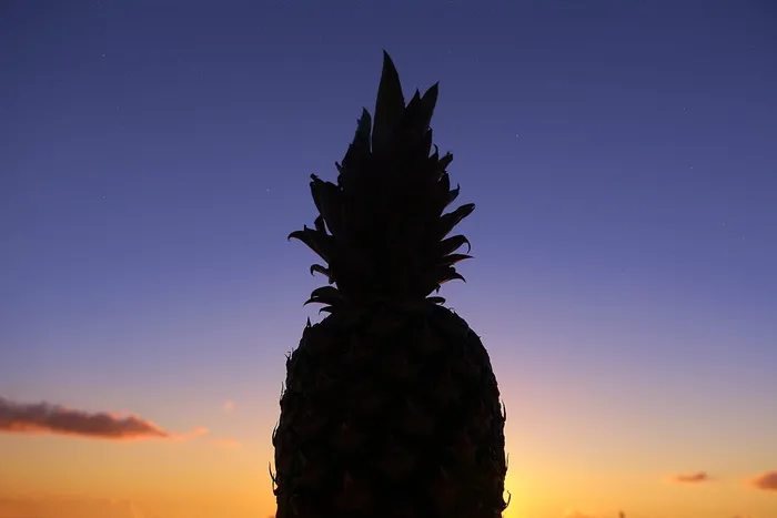 菠萝剪影照片