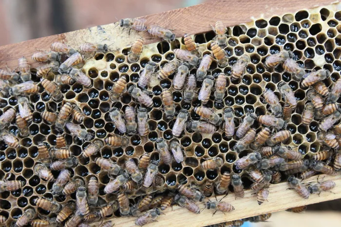 蜜蜂，蜂蜜，印度，蜂巢，养蜂业，蜂巢，蜜蜂，动物群