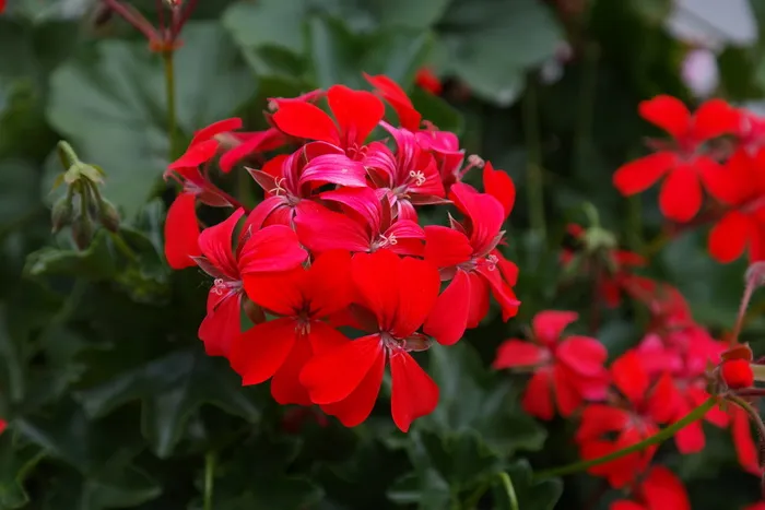 天竺葵，开花，开花，花朵，红色，flora，红色天竺葵，深红色