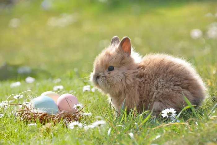 浅色，聚焦摄影，棕色，兔子，复活节，复活节兔子，彩蛋，复活节彩蛋