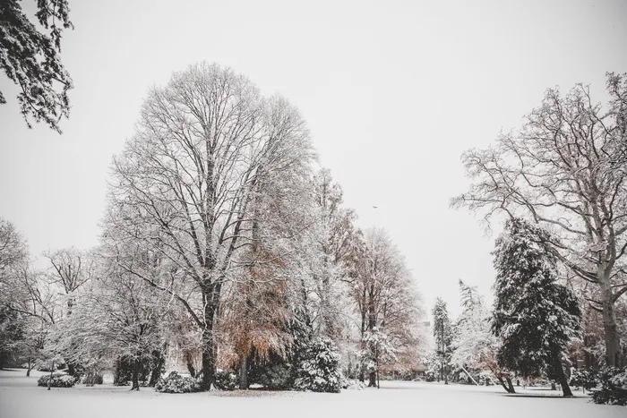 树木被雪覆盖的照片