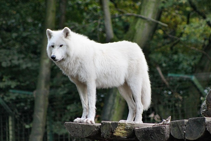 白色雪原狼图片