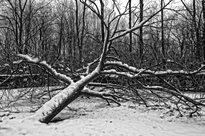 树，倒下的树，光秃秃的树，冬天，积雪，雪，冬天的树，森林