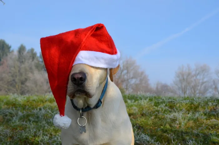 黄色，拉布拉多猎犬，戴着，圣诞帽，圣诞老人，圣诞狗，拉布拉多犬