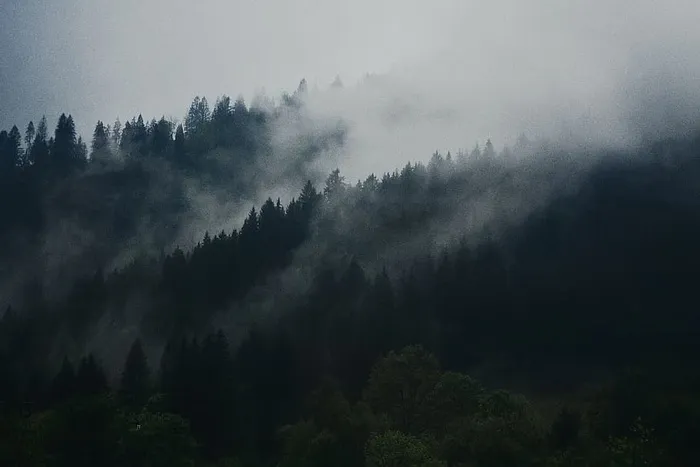 寒冷，日光，雾，雾，森林，灰色的天空，风景，雾