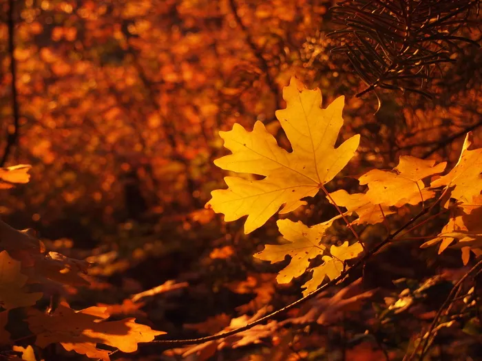 棕色树叶，秋天，颜色，金色，秋天，树叶，秋天，颜色，金色秋天，树叶