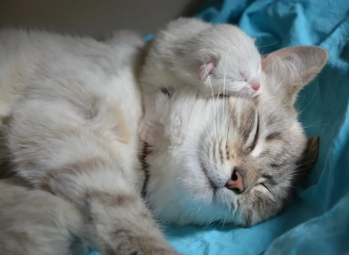 睡觉, 灰色, 猫, 青色纺织, 小猫和妈妈, 小猫, 家养动物