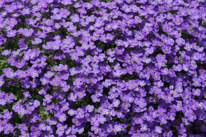 紫色，花朵，小花，花朵，开花植物，脆弱，新鲜，脆弱