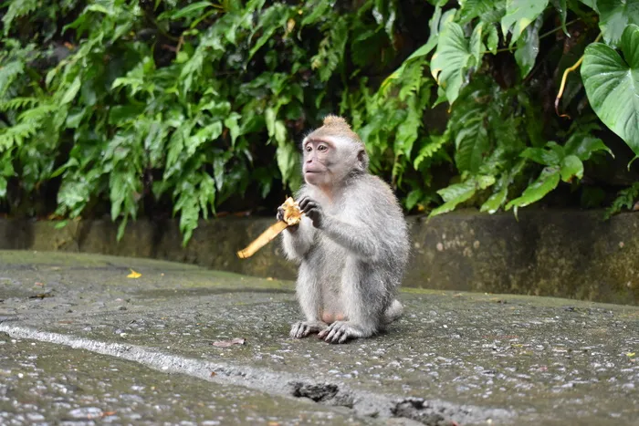 印度尼西亚，圣猴森林保护区，乌布，香蕉，水，潮湿，猴子，潮湿