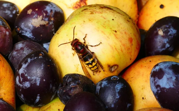 大黄蜂，黄蜂，昆虫，有用，水果，李子，苹果，食品和饮料