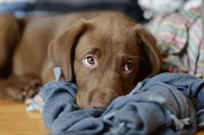 巧克力拉布拉多猎犬小狗，躺着，蓝色，纺织品，巧克力拉布拉多，拉布拉多猎犬，小狗，躺着