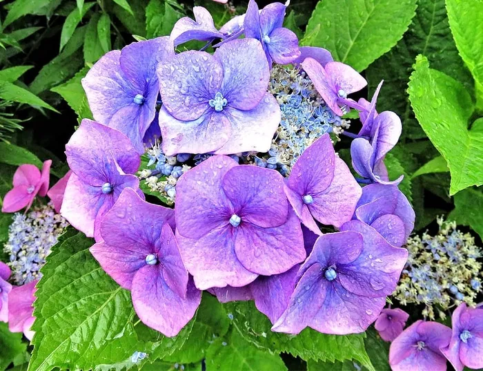 紫色，绣球花，特写摄影，植物，花，绣球花，板绣球花，灌木