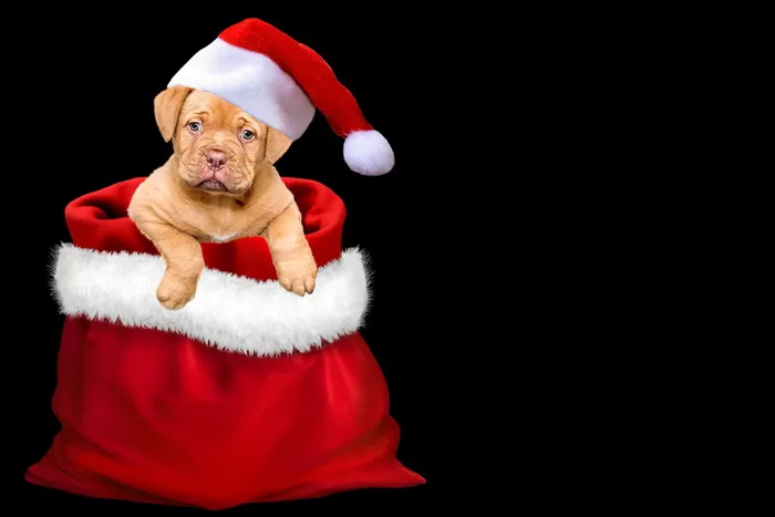米色，狗，红色，白色，麻袋，圣诞节，礼物，圣诞狗