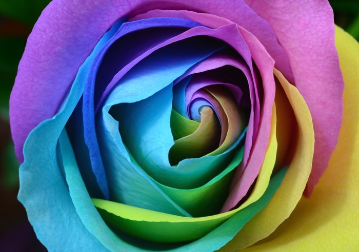 青色 蓝色 粉色 玫瑰色 彩色 花瓣 花 植物 菜鸟图库