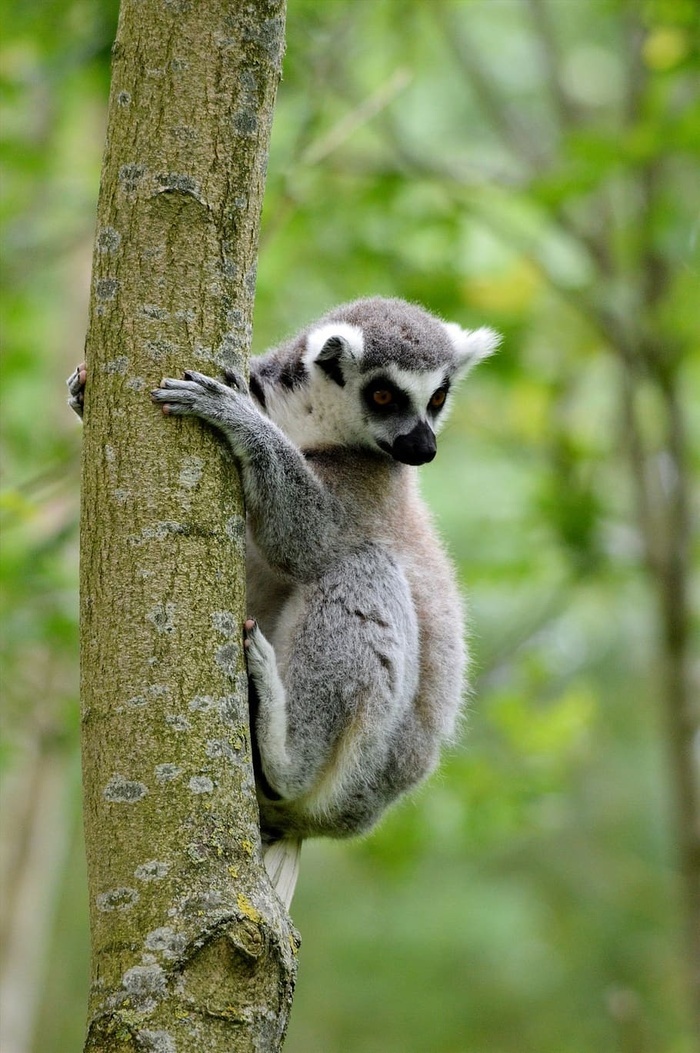 环尾狐猴狐猴野生动物动物野生动物野生动物动物学哺乳动物
