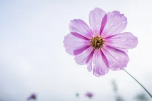 选择性 聚焦摄影 紫色 花瓣花 宇宙 开花 开花 宇宙bipinnatus 菜鸟图库