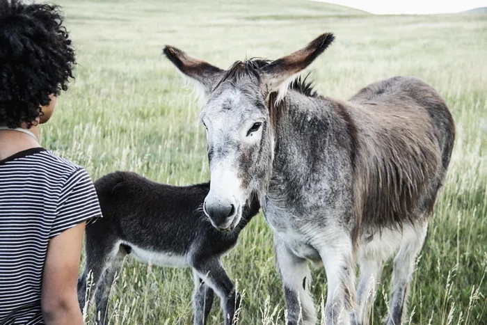 卡斯特州立公园，美国，卡斯特，女孩，婴儿，驴子，移情，联系