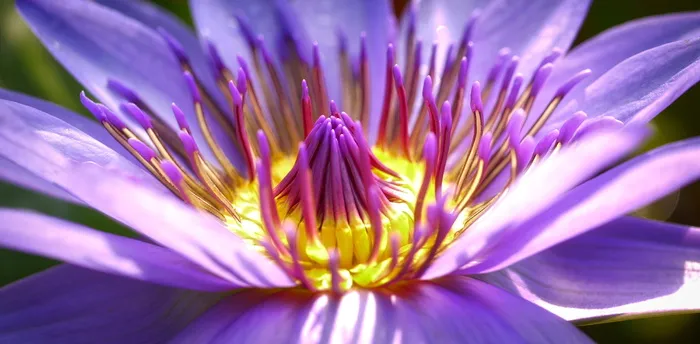 紫色花瓣的花，花，开花，开花，自然，紫色的花，关闭，异国情调