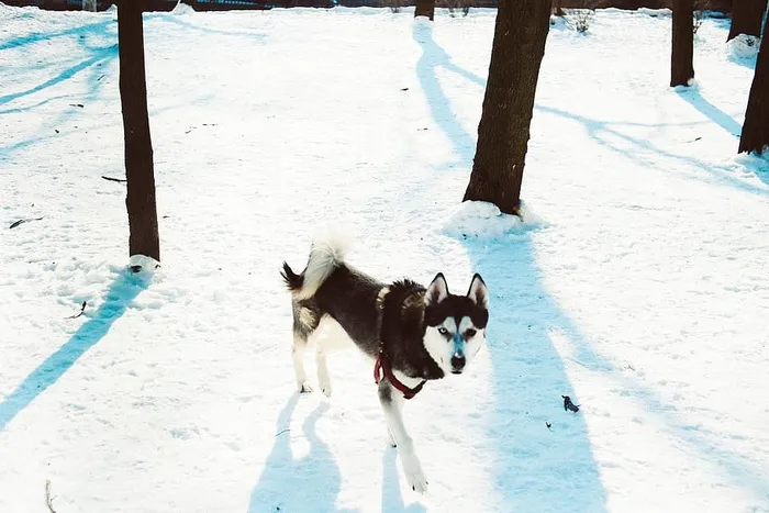 黑白西伯利亚哈士奇犬