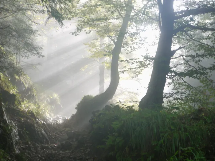 森林，日落，雾，上升，早晨，阳光，神秘主义，神秘主义