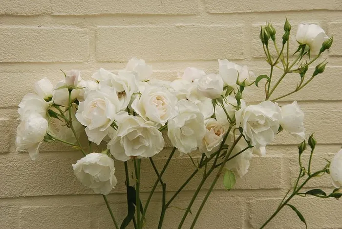 白色，墙，植物，植物，纯，玫瑰，白色，墙，花