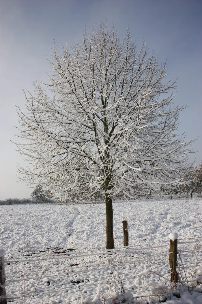 冬天的图片，冬天的树，雪，冬天，冬天的梦，雪魔术，寒冷，白色