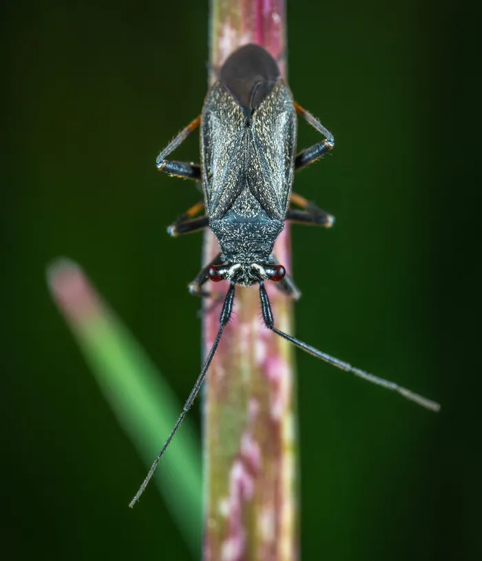 黑甲虫的微距摄影