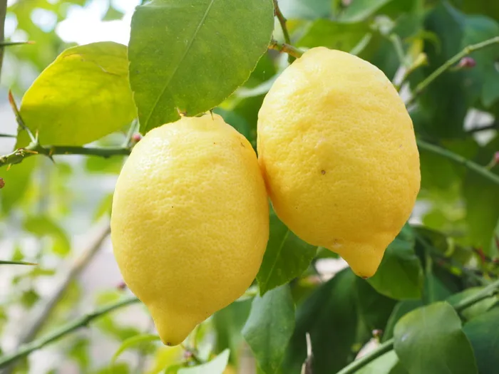 二，黄色，柠檬汁水果，柠檬，柠檬，柠檬树，柑橘×柠檬，柑橘