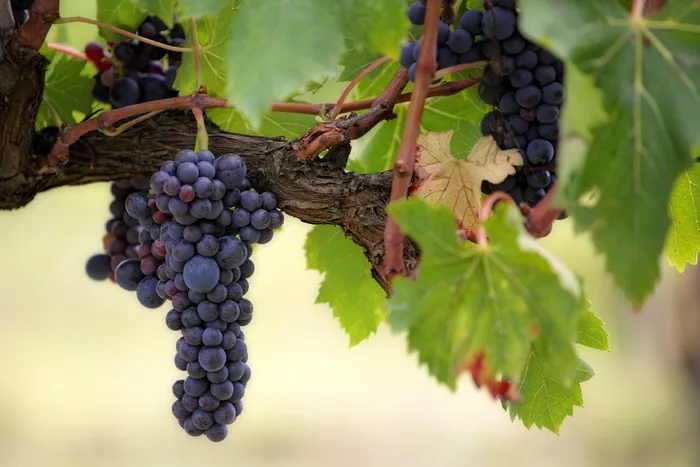 聚焦、照片、紫色、葡萄、水果、攀缘植物、葡萄酒、葡萄园