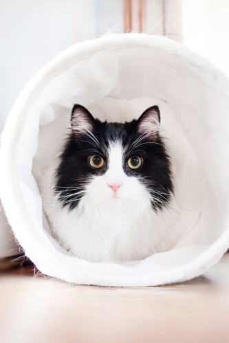 黑色白色猫宠物动物猫可爱家