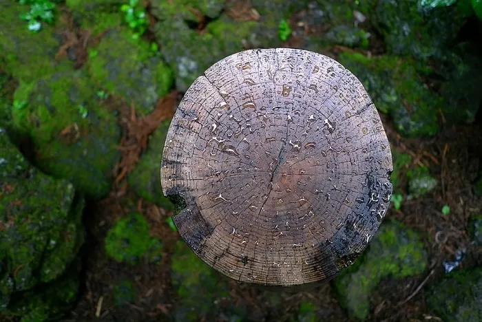 木材、自然、森林、非木材、雨滴、一年生地带、圆圈、纹理