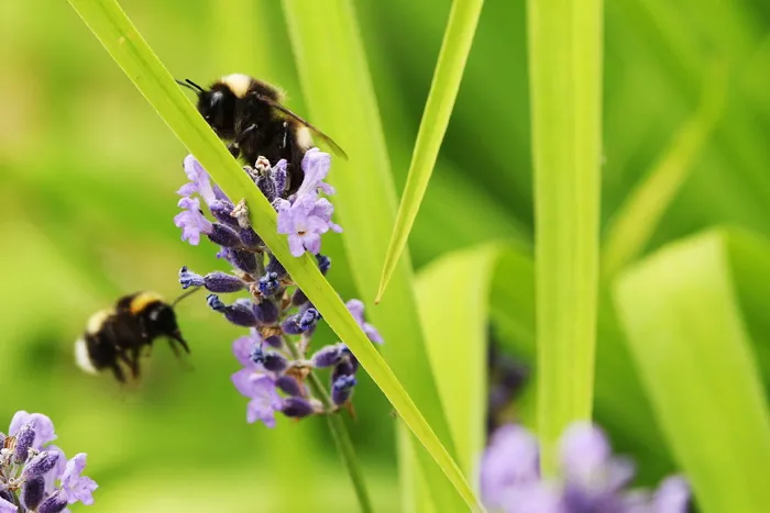 大黄蜂，昆虫，自然，花，植物，夏天，无脊椎动物，野生动物