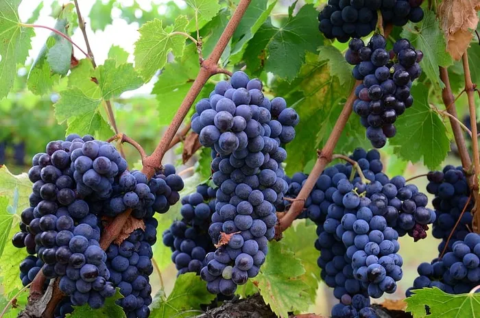 布奇，紫色，葡萄，意大利，葡萄园葡萄，葡萄酒，托斯卡纳，农业