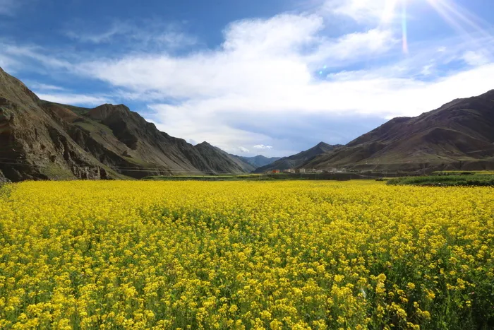 芥末，花田，西藏，自然之美，黄色，风景-自然，风景，天空