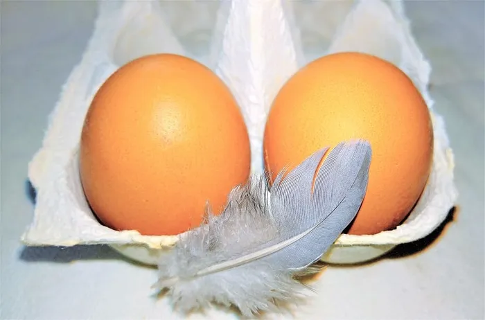 鸡蛋，鸡蛋，营养，食品，鸟羽毛，装饰，棕色鸡蛋，新鲜