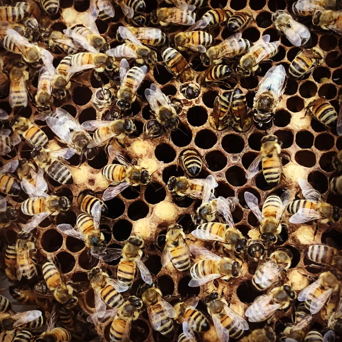 蜜蜂，蜜蜂，孵化，蜂巢，养蜂业，蜂巢，蜜蜂，昆虫