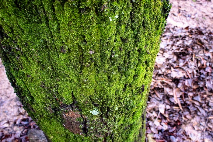 树树皮苔藓绿色自然地衣森林森林