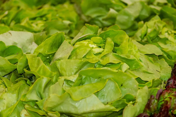 绿色生菜, 沙拉, 叶生菜, 绿色, 弗里施, 健康, 生菜, 维生素