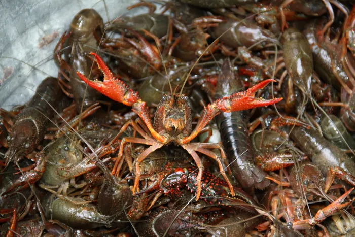 小龙虾，煮沸，小龙虾，甲壳类动物，海鲜，食品，食品和饮料，动物