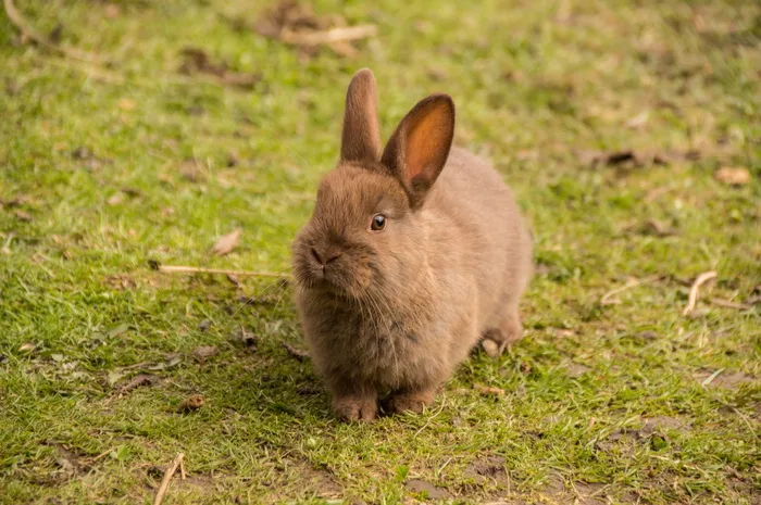 棕色，兔子，绿色，草，兔子，宝贝，可爱，甜蜜