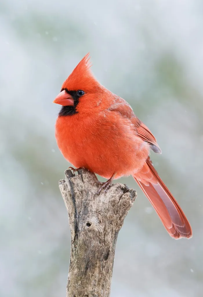 红雀，雄性，红鸟，野生动物，鸟，栖息，羽毛，栅栏