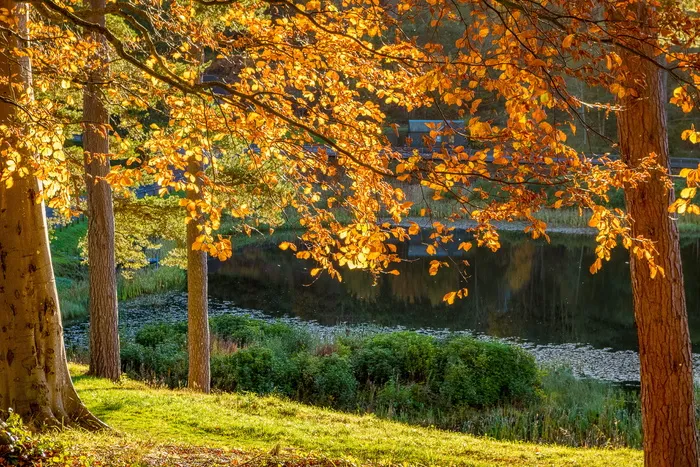 秋天，树木，湖泊，自然，风景，树叶，阳光，心情