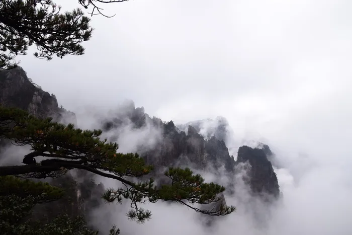 黄山, 松树, 中国画, 云海, 自然之美, 雾, 树, 风景-自然