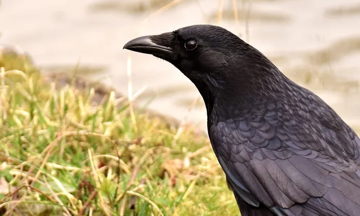 普通乌鸦，乌鸦，乌鸦鸟，乌鸦，动物，自然，羽毛，黑色