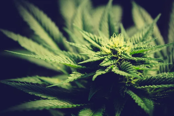 绿色大麻，叶子，大麻-草本大麻，特写，植物，绿色，植物部分，大麻植物