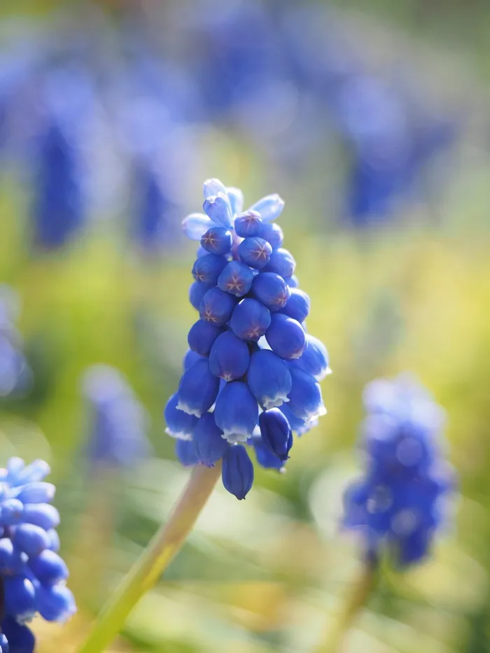 风信子，麝香，普通葡萄风信子，开花，开花，花朵，蓝色，观赏植物