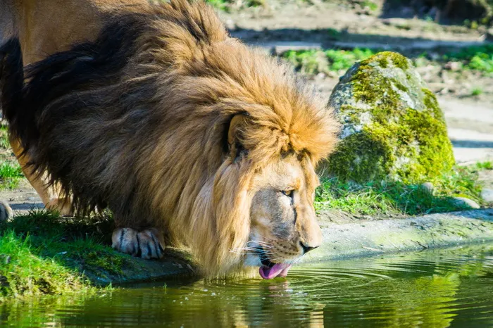 狮子饮用水，河流，狮子，猫，动物园，雄性，大猫，非洲