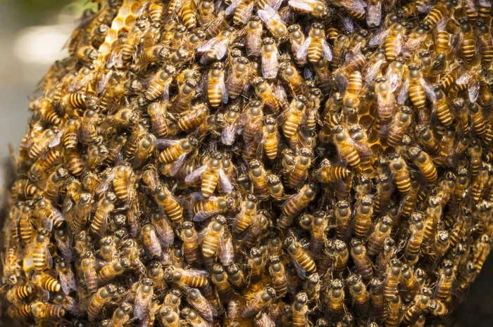 蜂蜜, 蜂巢, 蜜蜂, 昆虫, 配置单元, 蜂窝, 群, 蜂房